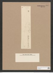 Pleurosigma var. majus Gr. (de-Toni-Nr.: Genus 13, Species 1007) Zeichnungen Sammlung Grunow Nr. 2052 (NHMW-BOT-W0368909)